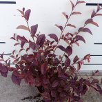 Loropetalum čínske (Loropetalum Chinense) ´FEDE´ - výška 40-60 cm, kont. C2L